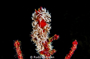NUDI by Rudy Janssen 